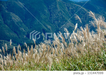風に揺れる高原のススキ 131447099
