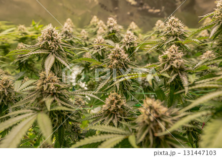 female blossom marijuana SoG Sea of Green net hemp cultivation technique Growing pot indoor bloom stage growth Medical female blossom marijuana SoG Sea of Green net hemp cultivation technique Growing pot indoor bloom stage growth Medical 131447103