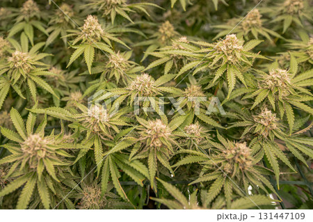female blossom marijuana SoG Sea of Green net hemp cultivation technique Growing pot indoor bloom stage growth Medical female blossom marijuana SoG Sea of Green net hemp cultivation technique Growing pot indoor bloom stage growth Medical 131447109