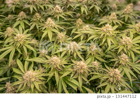 female blossom marijuana SoG Sea of Green net hemp cultivation technique Growing pot indoor bloom stage growth Medical 131447112