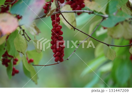 秋の鮮やかな赤実・朝鮮五味子 131447209