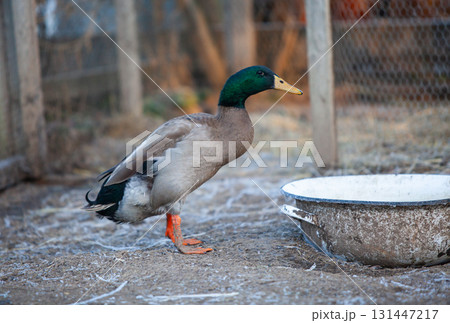 Indian Runner duck in permaculture garden, in winter Indian Runner duck in permaculture garden, in winter 131447217