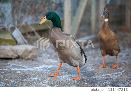 Indian Runner duck in permaculture garden, in winter Indian Runner duck in permaculture garden, in winter 131447218
