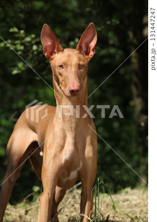 Amazing dog Pharaoh Hound in summer Amazing dog Pharaoh Hound in summer 131447247