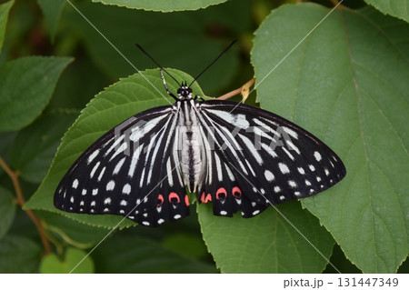 アカボシゴマダラ 131447349