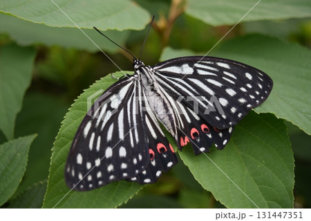 アカボシゴマダラ 131447351