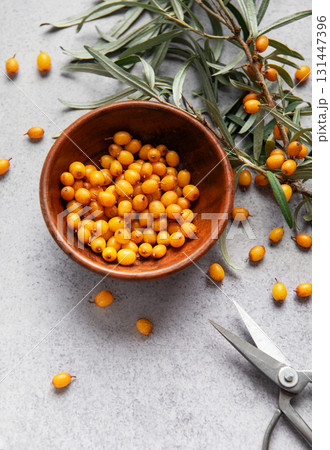 Sea buckthorn berries in bowl, harvesting healthy superfood Sea buckthorn berries in bowl, harvesting healthy superfood 131447396