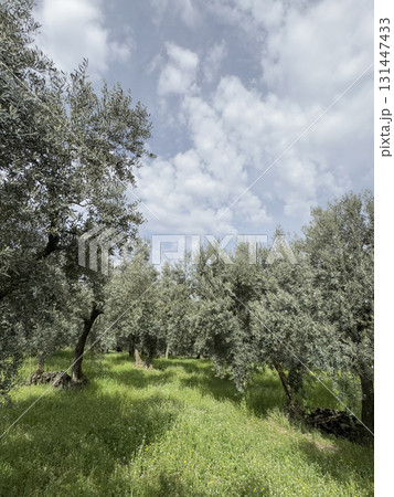olive trees in the field under blue sky in a sunny day olive trees in the field under blue sky in a sunny day 131447433