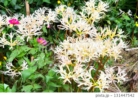 彼岸花、ヒガンバナ 彼岸花、ヒガンバナ 131447542