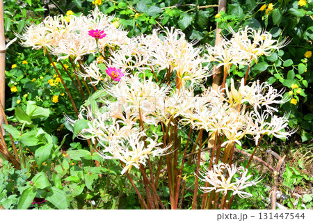 彼岸花、ヒガンバナ 131447544