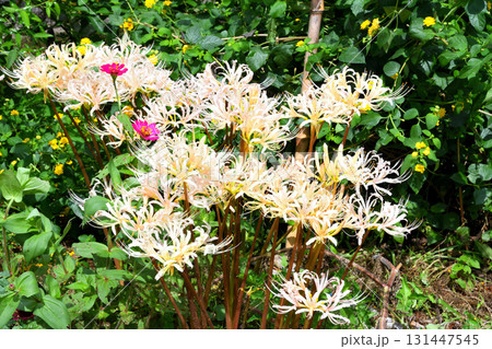 彼岸花、ヒガンバナ 彼岸花、ヒガンバナ 131447545