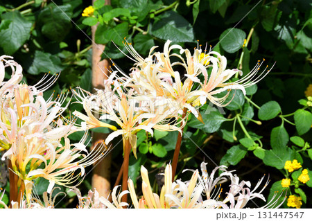 彼岸花、ヒガンバナ 彼岸花、ヒガンバナ 131447547