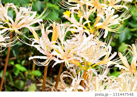 彼岸花、ヒガンバナ 彼岸花、ヒガンバナ 131447548