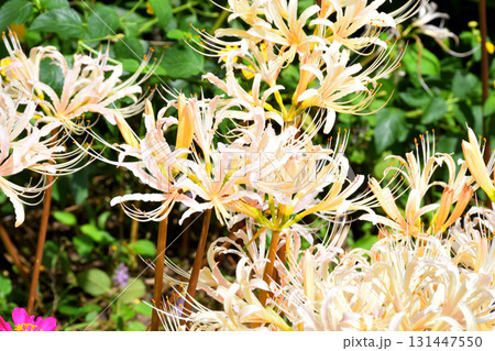 彼岸花、ヒガンバナ 彼岸花、ヒガンバナ 131447550