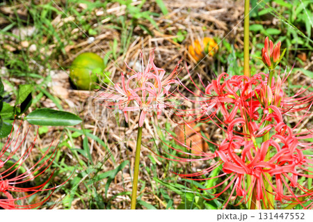 彼岸花、ヒガンバナ 彼岸花、ヒガンバナ 131447552