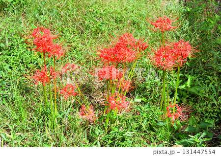 彼岸花、ヒガンバナ 彼岸花、ヒガンバナ 131447554