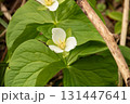 春の山の白い花 131447641
