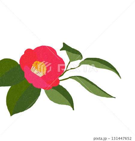日本の冬の代表花、ツバキ。背景透明 日本の冬の代表花、ツバキ。背景透明 131447652