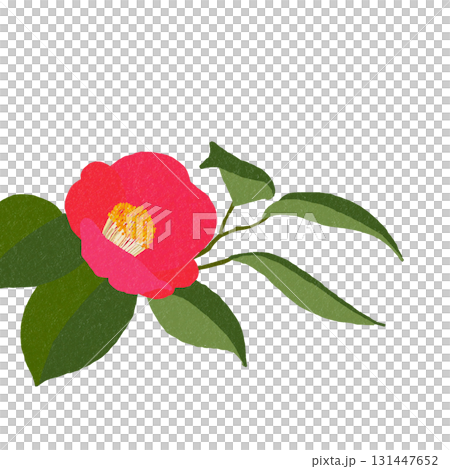 山茶花，日本冬季的代表花。透明背景 131447652