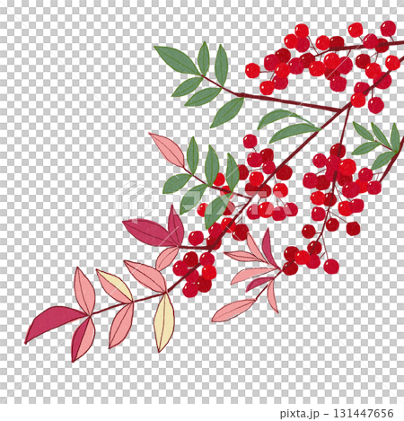 お正月飾りに使う縁起の良い植物、南天。背景透明 131447656