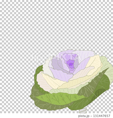 新年的幸運符，菊花。透明背景 131447657