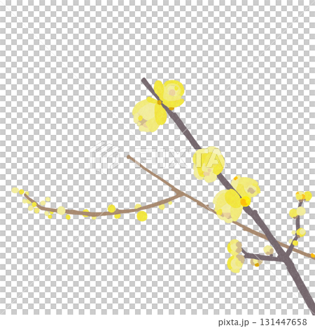 蠟梅，一種在冬天盛開的黃色花朵。透明背景 131447658