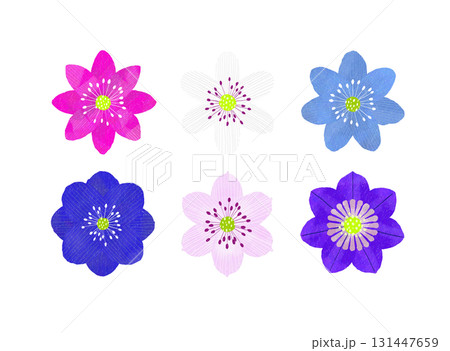 春に咲く、雪割草。背景透明 131447659