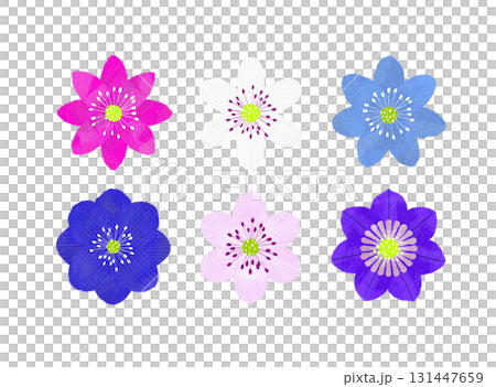 春に咲く、雪割草。背景透明 131447659