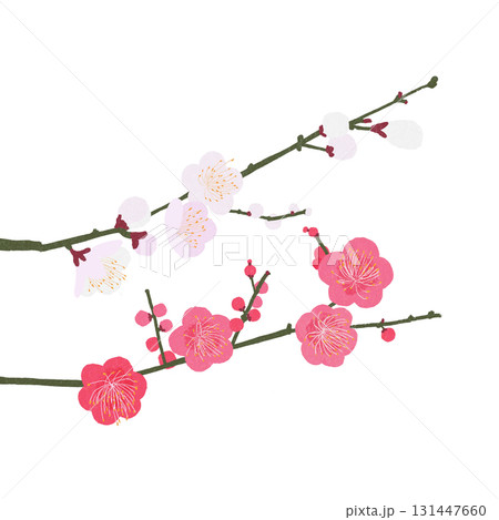 春の訪れを告げる日本の花、背景透明の梅 131447660
