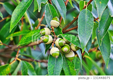 まだ緑色のシラカシの実（秋、九月） 131448075