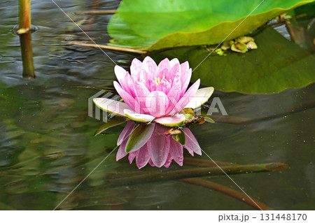 ビオトープ池のスイレンの花(秋、九月) ビオトープ池のスイレンの花(秋、九月) 131448170