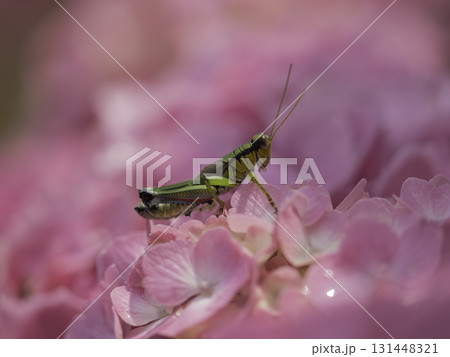 紫陽花の上に止まるバッタのマクロ写真 紫陽花の上に止まるバッタのマクロ写真 131448321
