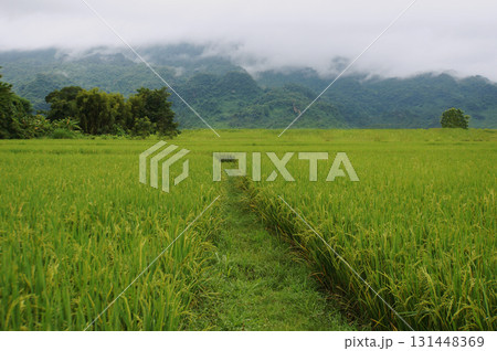 Lush Green Rice Field. Lush Green Rice Field. 131448369