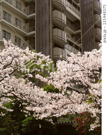 街路樹の満開の桜とマンション風景 131448375