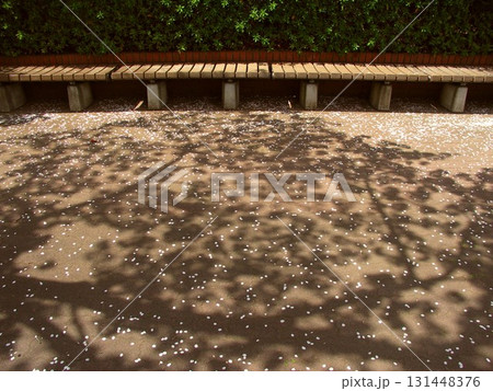 街路樹の桜の木の影と散った花弁のある昼の遊歩道風景 131448376