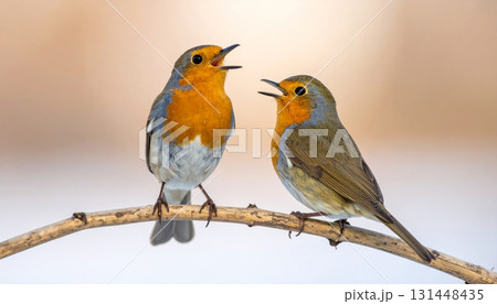 A colorful redbreast robin perched on a tree branch, a beautiful small songbird in the wild nature A colorful redbreast robin perched on a tree branch, a beautiful small songbird in the wild nature 131448435