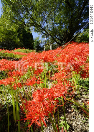 彼岸花咲く宇陀路の秋 131448449