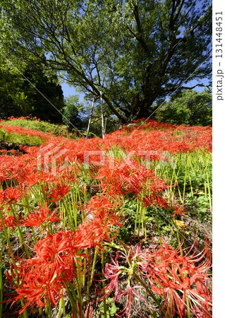 彼岸花咲く宇陀路の秋 131448451