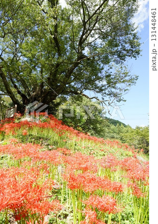 彼岸花咲く宇陀路の秋 131448461