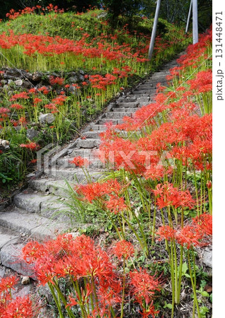 彼岸花咲く宇陀路の秋 131448471