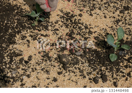 根切り虫対策でペルメトリン粒剤散布ダイコン畑 131448498