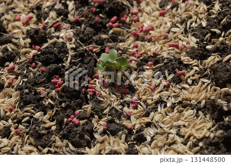 根切り虫対策でペルメトリン粒剤散布ダイコン畑 131448500