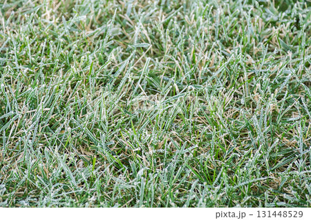 Green grass covered with white frost in the morning, creating cold winter nature background. 131448529