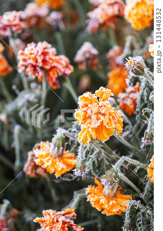 Orange flower covered in hoarfrost during winter season. Cold weather and nature beauty. 131448532