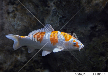 錦鯉(千歳サケのふるさと館、現在は サケのふるさと 千歳水族館) 錦鯉(千歳サケのふるさと館、現在は サケのふるさと 千歳水族館) 131448553
