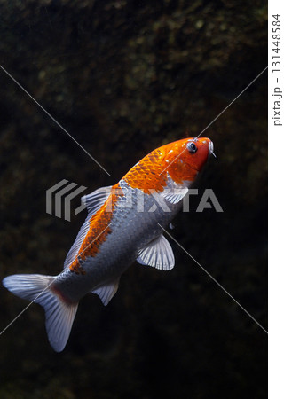 錦鯉(千歳サケのふるさと館、現在は サケのふるさと 千歳水族館) 錦鯉(千歳サケのふるさと館、現在は サケのふるさと 千歳水族館) 131448584