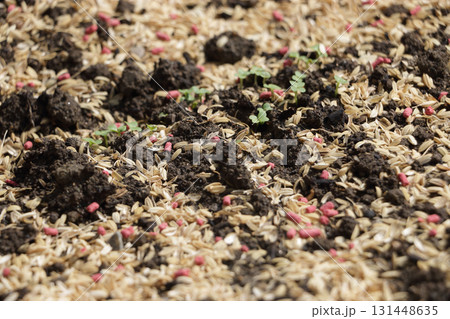 根切り虫対策でペルメトリン粒剤散布　中カブ 131448635