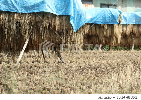 稲刈り後の稲掛けと雨除けのブルーシート 稲刈り後の稲掛けと雨除けのブルーシート 131448852