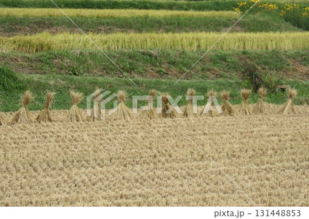稲刈りをしてワラ干しした田んぼと稲刈り前の田んぼ 稲刈りをしてワラ干しした田んぼと稲刈り前の田んぼ 131448853