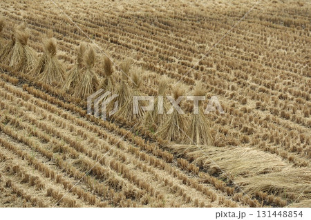 稲刈りの後のワラ干しの風景 稲刈りの後のワラ干しの風景 131448854
